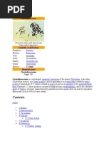 Clostridium Tetani: Scientific Classification