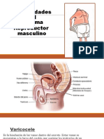 Enfermedades Del Sistema Reproductor Masculino