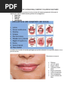 Anatomía de Cavidad Oral