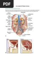 Structures and Functions of Urinary System