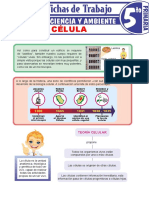 La-Célula-1 Secundaria