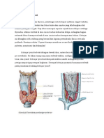 Anatomi Kelenjar Tyroid