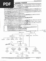 Animal Tissue Notes