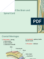 2-Meninges and Sinuses