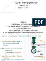 16 - Electron Transport Chain - S14