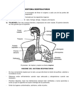 Sistema Respiratorio