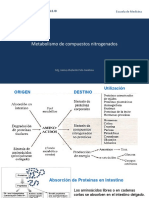 SESION 09 Metabolismo de Compuestos Nitrogenados
