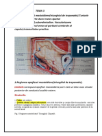 TEMA 3. Meninge, Ap - Mastoida