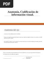 Sensopercepcion Anatomía Del Ojo