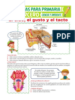 10 El Oído El Gusto y El Tacto para Tercero de Primaria