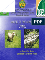 Pasto Ovinos