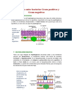 Diferencias Entre Bacterias Gram Positivas y Gram Negativas