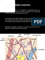 Tejido Conectivo