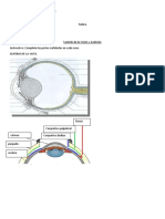 TAREA - Ojo y Oído - Anatomia 2 Daniel Avendaño Peña