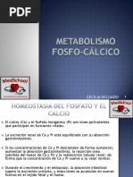 Clase 24 - Metabolismo Fosfo-Cálcico