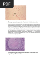 This Image Represents A Gram Stain of The Bacteria: Yersinia Enterocolitica