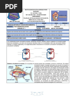 Grado 7. Circulacion en Vertebrados