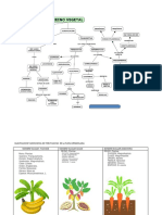 Mapa Conceptual Reino Plantae