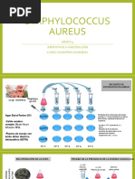 Staphylococcus Aureus