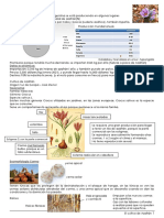 Apuntes-Cultivo de Azafrán Parte1