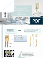 Biomecanica Del Miembro Inferior