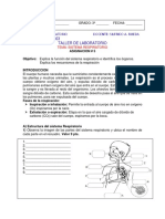 Sistema Respiratorio