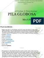 I BSC Advanced Zoology & Biotechnology: Pila Globosa