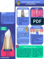 Periodontogenesis y Alveologenesis