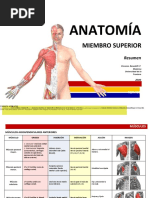 Anatoma Resumenmsculos Miembrosuperior 140209181256 Phpapp02