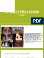 Sensory Processes - Vision 