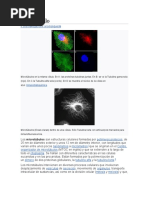 MICROTUBULOS