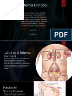 Diapositiva Del Sistema Urinario