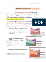 Filtracion Glomerular