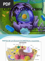 Celula Citoplasma