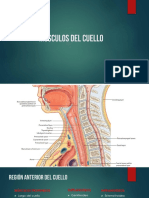 Musculos Del Cuello