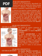 Aparato Digestivo
