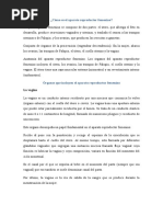 Aparatos Reproductores Femeninos y Masculino Discusión