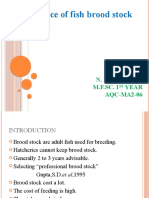 Brood Stock MGT