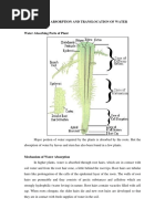 Theory 4. Absorption and Translocation of Water