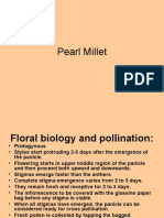 Pearl Millet