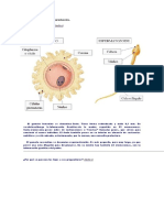 Desarrollo Embrionario