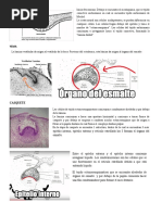 Odontogenesis