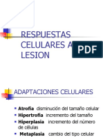 Lesion Celular y Adaptacion