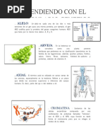 Vocabulario Gentico