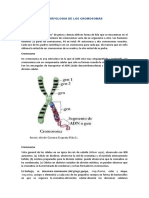 Morfologia de Los Cromosomas