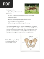 Deer Frolic Handout For The Website