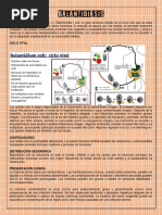 Balantidiasis DPDX