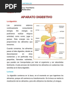 Aparato Digestivo