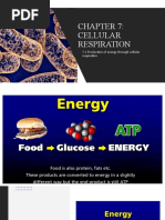 Chapter 7 Cellular Respiration