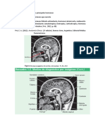 Tarea de Lab de Anatomía